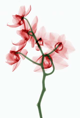 new jersey institute of technology red petaled flower painting newark